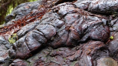 Jedediah. In the right circumstances these molten lava looking parts of the tree will sprout new stalks of redwoods.