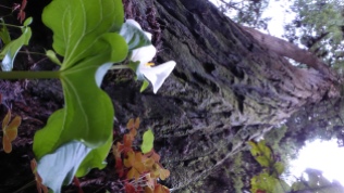 Prairie. A white trillium looking up to the tree. Not flipped